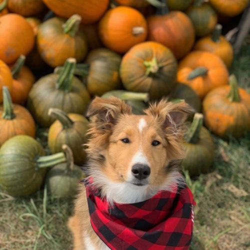 Charlie-and-the-pumpkins-1179x1536